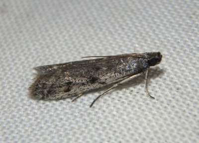 5946.2 - Phycitodes reliquellum; Pyralid Moth species