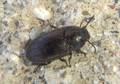 Blapstinus moestus; Darkling Beetle species