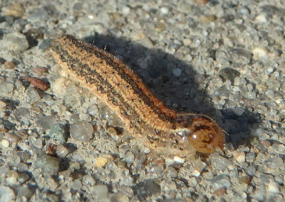 11149 - Schinia trifascia; Three-lined Flower Moth caterpillar