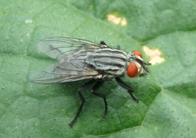Sarcophagidae Flesh Fly species