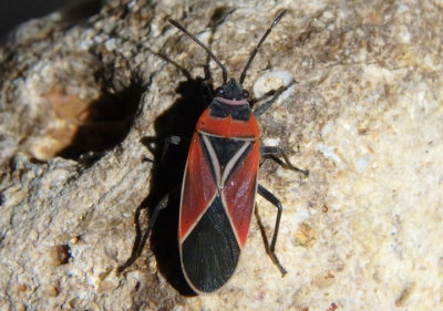 Neacoryphus bicrucis; White-crossed Seed Bug