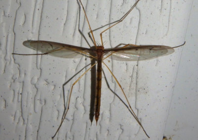 Pedicia inconstans; Hairy-eyed Crane Fly species; female