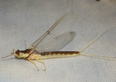 Pentagenia vittigera; Riverbed Burrower Mayfly species; female