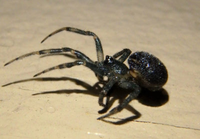 Dipoena nigra; Cobweb Spider species; male