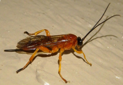 Theronia hilaris; Ichneumon Wasp species; female