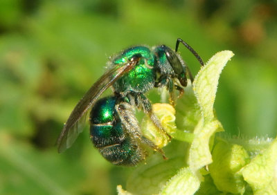 Augochloropsis Sweat Bee species