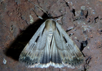 8466 - Tathorhynchus exsiccata; Alfalfa Looper