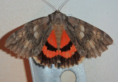8806 - Catocala parta; Mother Underwing