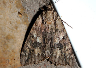 8806 - Catocala parta; Mother Underwing