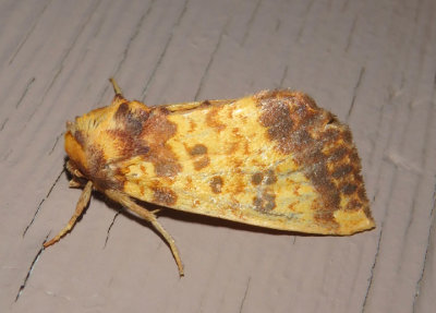 9464 - Papaipema cerina; Golden Borer Moth