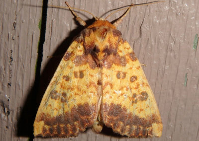 9464 - Papaipema cerina; Golden Borer Moth