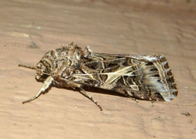 9669 - Spodoptera ornithogalli; Yellow-striped Armyworm Moth