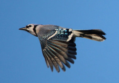 Jays and Crows