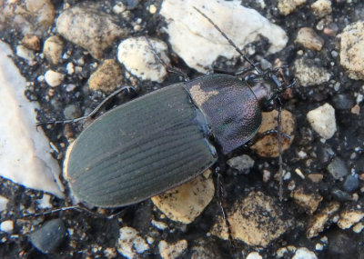 Chlaenius tomentosus; Ground Beetle species