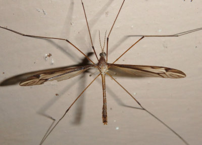 Tipula furca; Large Crane Fly species; male