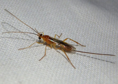 Macrocentrus Braconid Wasp species; female