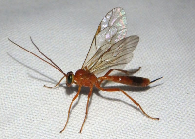 Netelia Ichneumon Wasp species; female