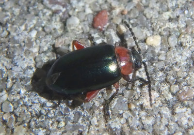 Disonycha collata; Flea Beetle species