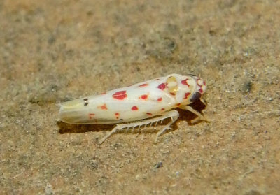 Eratoneura Leafhopper species