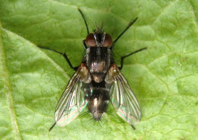 Paradidyma Tachinid Fly species