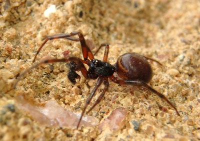 Steatoda borealis; Cobweb Spider species; male