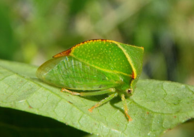 Stictocephala taurina; Buffalo Treehopper species