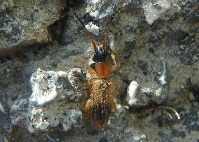Telephanus atricapillus; Silvanid Flat Bark Beetle species