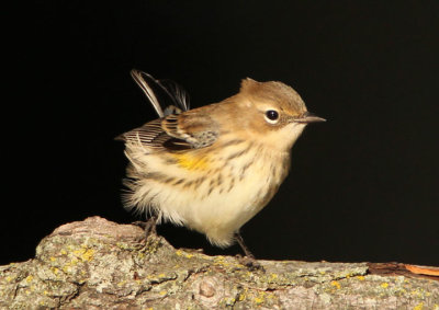 Yellow-rumped Myrtle Warbler; basic