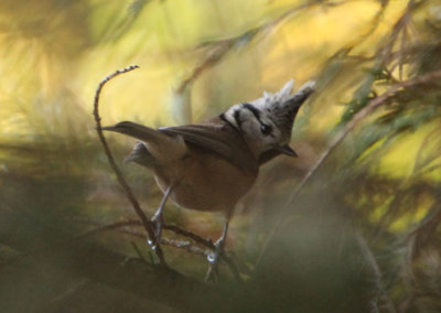 Crested Tit