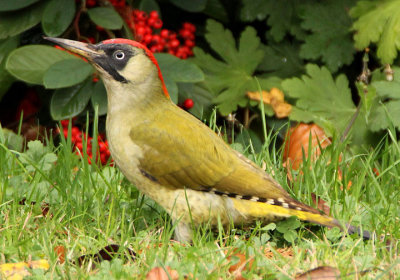 Eurasian Green Woodpecker; female