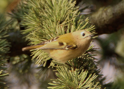 Goldcrest