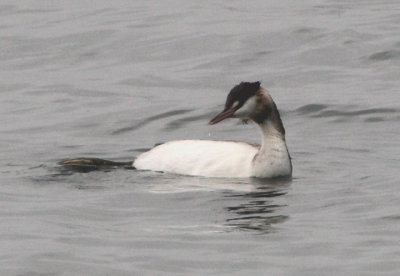 Great Crested Grebe; basic
