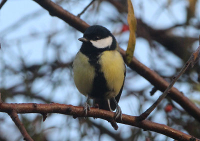 Great Tit
