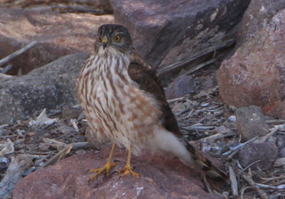 Sharp-shinned Hawk; juvenile
