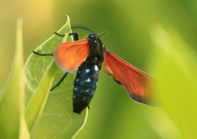 8272 - Empyreuma pugione; Spotted Oleander Caterpillar Moth; exotic