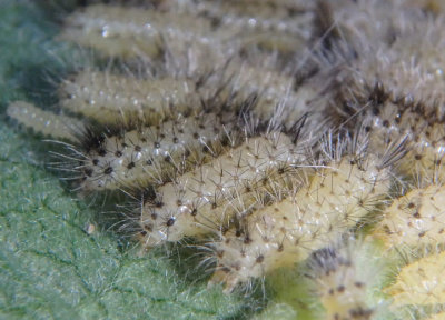 8238 - Euchaetes egle; Milkweed Tussock Moth caterpillars