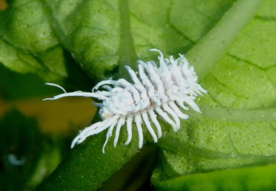 Cryptolaemus montrouzieri; Mealy Bug Destroyer larva; exotic