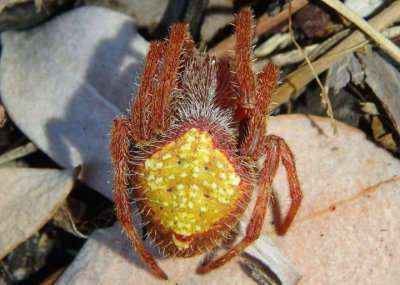 Eriophora ravilla; Orbweaver species