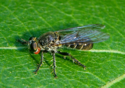 Cerotainia Robber Fly species