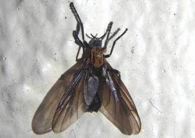 Plecia nearctica; Lovebug