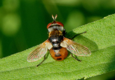 Gymnosoma Tachinid Fly species