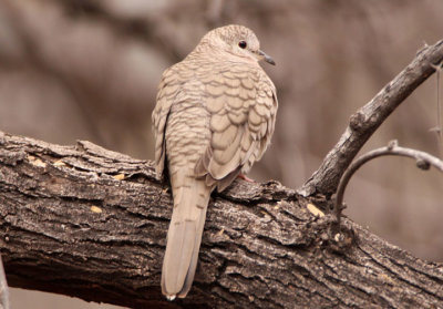 Inca Dove