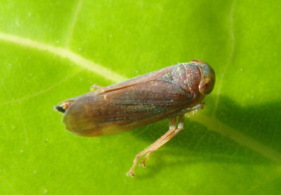 Jikradia olitoria; Leafhopper species