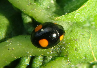 Hyperaspis ornatella; Sigil Lady Beetle species