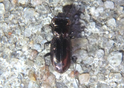Notiophilus Ground Beetle species