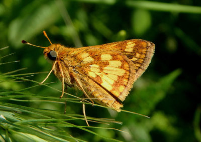 Polites peckius; Peck's Skipper; female 