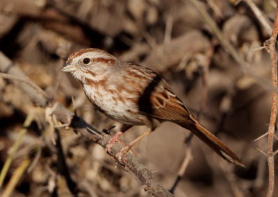 Song Sparrow 