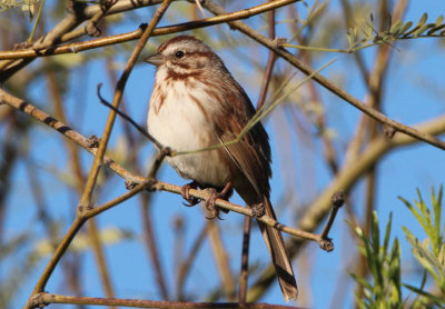 Song Sparrow