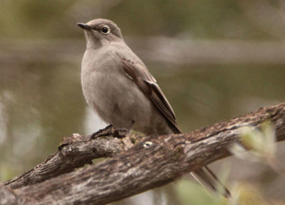 Townsend's Solitaire