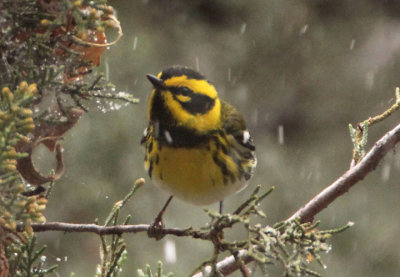 Townsend's Warbler 